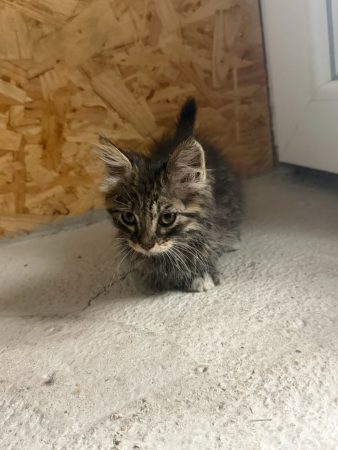 Adorable chatonne type Maine Coon / Norvégien à donner – Chat / Chaton à donner à Villetaneuse (93) (photo 2)
