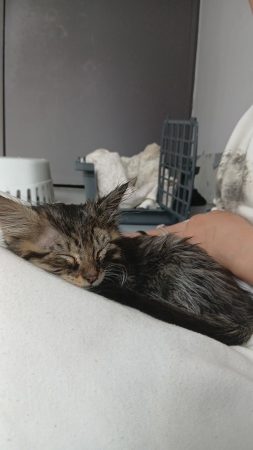 Adorable chatonne type Maine Coon / Norvégien à donner – Chat / Chaton à donner à Villetaneuse (93) (photo 3)