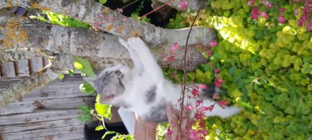 Adorables Chatons à donner 🐱 – Chat / Chaton à donner à Pouilly-En-Auxois (21)