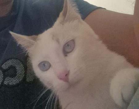 Chat a donné – Chat / Chaton à donner à Marseille (13)