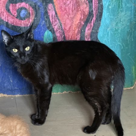 Chat noir de 11mois – Chat / Chaton à donner à Antony (92)