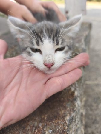 Chaton femelle – Chat / Chaton à donner à Budeliere (23)