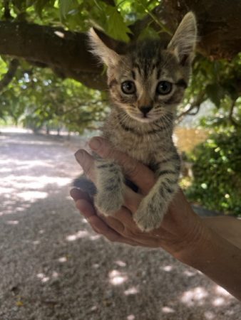 Chatons à donner – Chat / Chaton à donner à Aix (13)