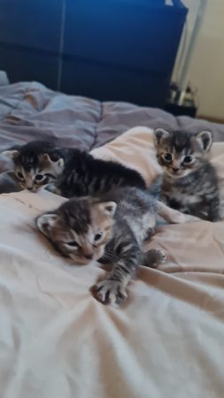 Chatons – Chat / Chaton à donner à Saint Jean De Monts (85)