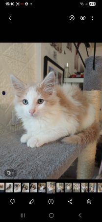 Chatons norvégien – Chat / Chaton à vendre à 03500 Saint Pourcain Sur Sioule (03)