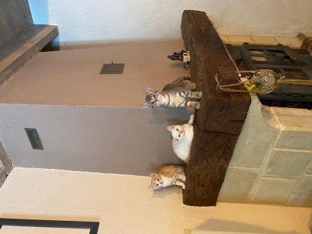 Chatons sevrés – Chat / Chaton à donner à Villefranche Lauragais (31)