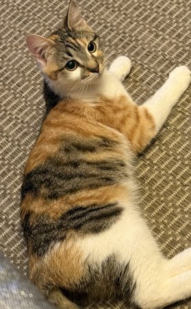 Chatte 6 mois tricolores à donner – Chat / Chaton à donner à Antony (92)