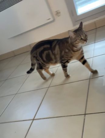 Chatte européenne 2 ans – Chat / Chaton à vendre à Acheres (78) (photo 2)