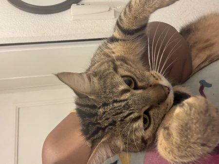 Chatte européenne 2 ans – Chat / Chaton à vendre à Acheres (78) (photo 3)