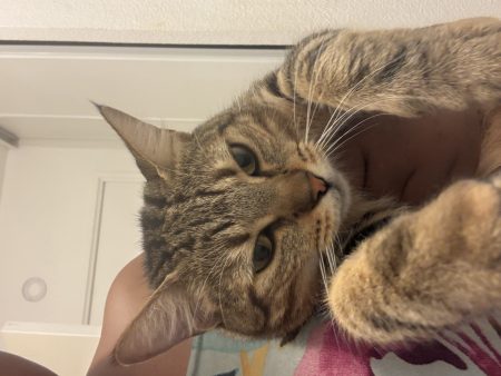 Chatte européenne 2 ans – Chat / Chaton à vendre à Acheres (78)