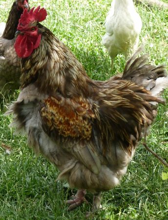 Coq de brahma – Ferme / Basse-cour à vendre à Brie Sous Archiac (17)