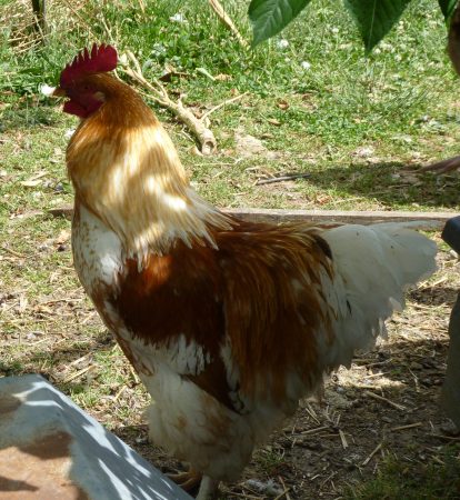 Coq de brahma – Ferme / Basse-cour à vendre à Brie Sous Archiac (17)