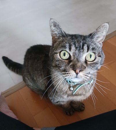 Don chatte – Chat / Chaton à donner à Bastia (20)