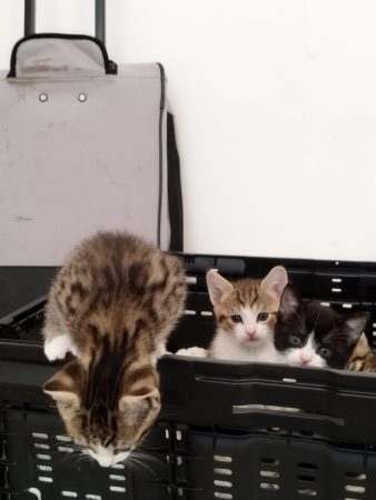 Donne 4 petits chatons – Chat / Chaton à donner à Sailly Labourse (62) (photo 2)