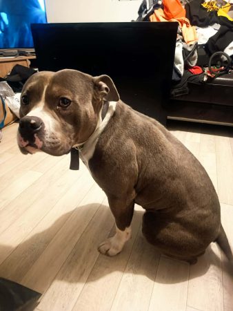 Donne americain bully 4 ans – Chien / Chiot à donner à Duttlenheim (67)