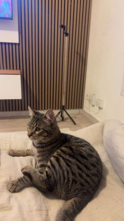 Donne chat tigre 1 an très affectueux – Chat / Chaton à donner à Bussy Saint Georges (77)