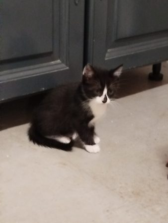 Donne chatons – Chat / Chaton à donner à Malleval (42) (photo 2)