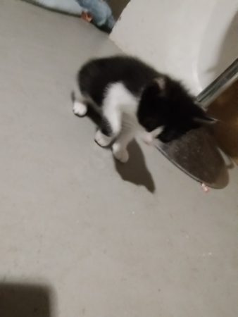 Donne chatons – Chat / Chaton à donner à Malleval (42)