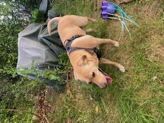 Donne chien croisé type Retriever – Chien / Chiot à donner à Canejan (33)