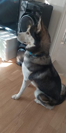 Donne chien husky de sibérie – Chien / Chiot à donner à Cambrai (59) (photo 2)