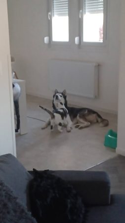 Donne chien husky de sibérie – Chien / Chiot à donner à Cambrai (59) (photo 3)