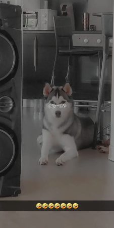 Donne chien husky de sibérie – Chien / Chiot à donner à Cambrai (59)