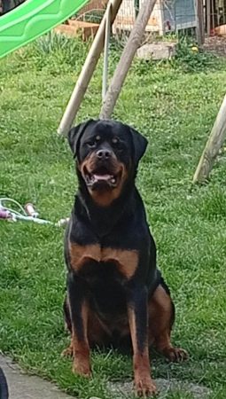 Donne chien rottweiller – Chien / Chiot à donner à Souppes Sur Loing (77) (photo 2)