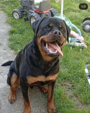 Donne chien rottweiller – Chien / Chiot à donner à Souppes Sur Loing (77)