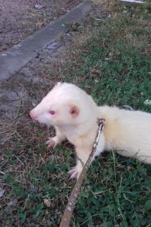 Donne furet – Autre animal à donner à Bruyère-Sur-Oise (95) (photo 2)