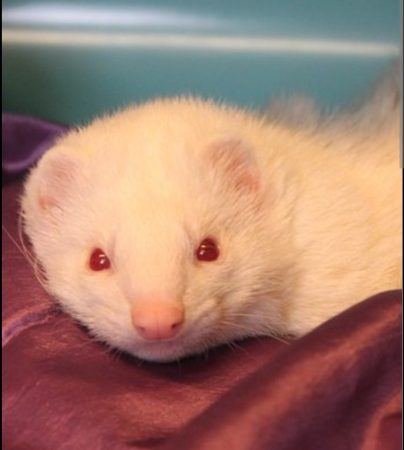 Donne furet – Autre animal à donner à Bruyère-Sur-Oise (95) (photo 3)