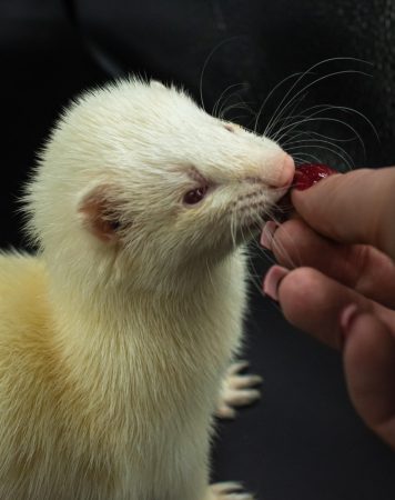 Donne furet – Autre animal à donner à Bruyère-Sur-Oise (95)