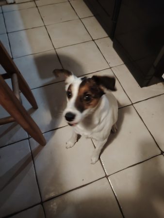 Donne Jack Russel – Chien / Chiot à donner à Prigonrieux (24)