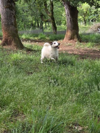 Donne mâle Jack Russel de 10an contre bon soin Donne mâle Jack Russel de 10an contre bon soin – Chien / Chiot à donner à St Sozy (46) (photo 3)