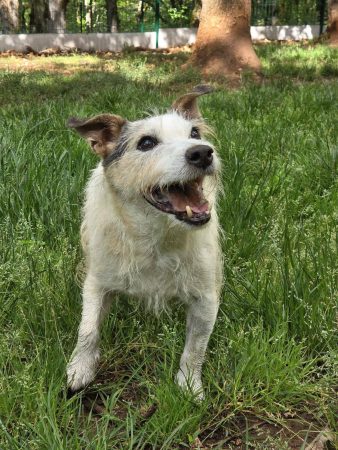 Donne mâle Jack Russel de 10an contre bon soin – Chien / Chiot à donner à St Sozy (46)