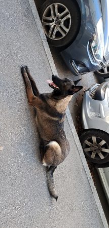 Donne malinois femmelle – Chien / Chiot à donner à Sainte-Foy-Lès-Lyon (69)