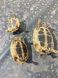 Donne tortues de terre hermann – Reptile à donner à Nantes (44) (photo 2)