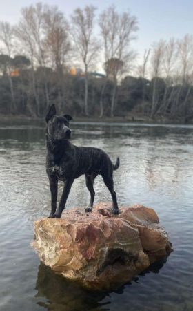 🐾 À adopter contre bons soins : Tonio 4 ans🐾 – Chien / Chiot à donner à Pins- Justaret (31) (photo 2)