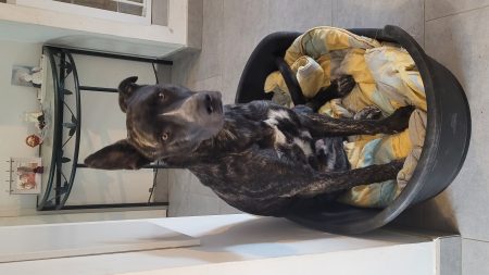 🐾 À adopter contre bons soins : Tonio 4 ans🐾 – Chien / Chiot à donner à Pins- Justaret (31) (photo 3)