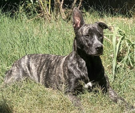🐾 À adopter contre bons soins : Tonio 4 ans🐾 – Chien / Chiot à donner à Pins- Justaret (31)