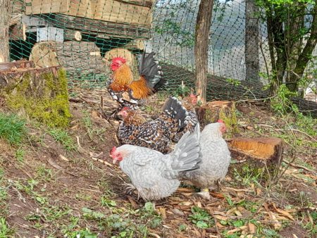 Poule et Coq Sabelpoot – Ferme / Basse-cour à donner à Tieffenbach (67) (photo 2)
