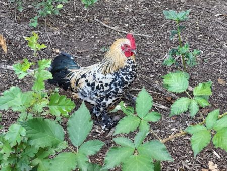 Poule et Coq Sabelpoot – Ferme / Basse-cour à donner à Tieffenbach (67)
