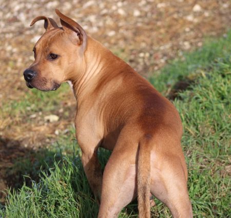 Ulka cherche sa nouvelle famille pour la vie Ulka cherche sa nouvelle famille pour la vie – Chien / Chiot à donner à Aubigny (80) (photo 2)