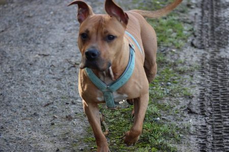 Ulka cherche sa nouvelle famille pour la vie Ulka cherche sa nouvelle famille pour la vie – Chien / Chiot à donner à Aubigny (80) (photo 3)