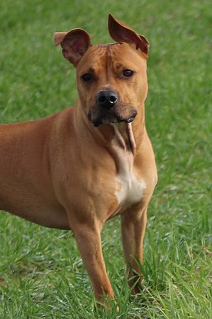 Ulka cherche sa nouvelle famille pour la vie – Chien / Chiot à donner à Aubigny (80)