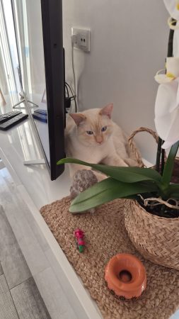 Vend chat 2 ans kiro – Chat / Chaton à vendre à Villemonble (93) (photo 2)