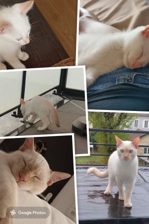Vend chat 2 ans kiro – Chat / Chaton à vendre à Villemonble (93) (photo 3)