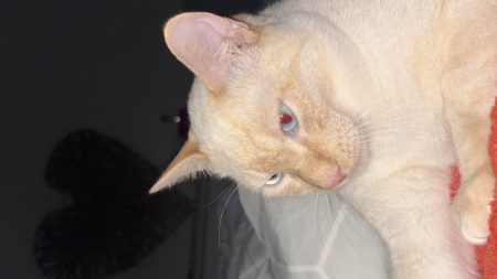 Vend chat 2 ans kiro – Chat / Chaton à vendre à Villemonble (93)