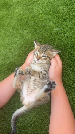3 mignon chaton à donner de 2 mois 3 mignon chaton à donner de 2 mois – Chat / Chaton à donner à Carpentras (84) (photo 2)