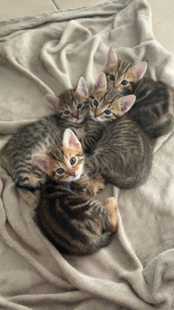 3 mignon chaton à donner de 2 mois 3 mignon chaton à donner de 2 mois – Chat / Chaton à donner à Carpentras (84)