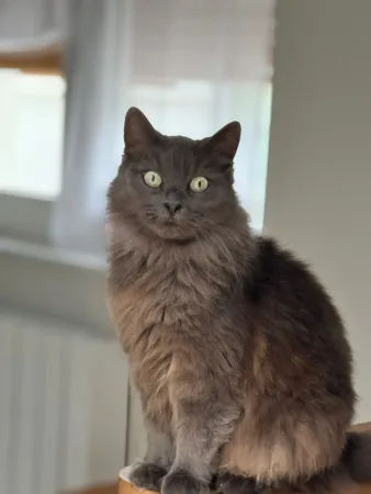 Cause départ Donne contre bons soins Chatte stérilisée en bonne santé – Chat / Chaton à donner à Gouex (86)